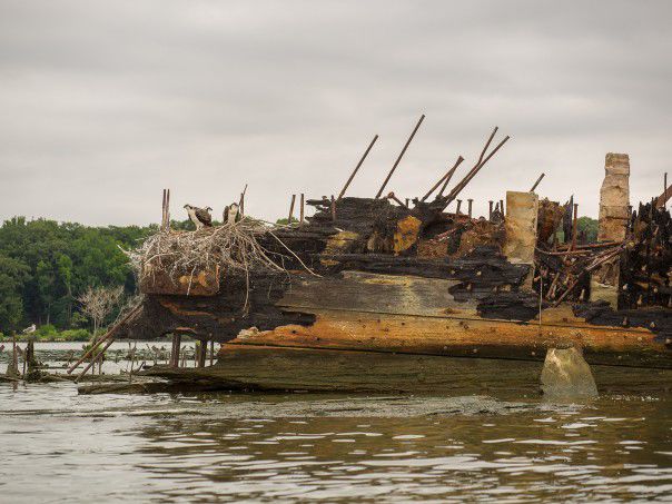 Mallows Bay vessel with osprey nest, Potomac River